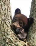Аватара пользователя